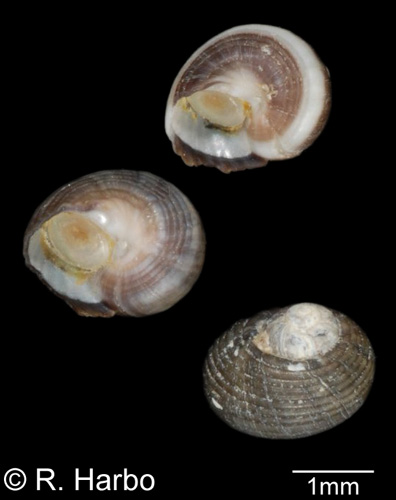 Gastropods - Colloniidae, Phasianellidae, Anatomidae, Eucyclidae